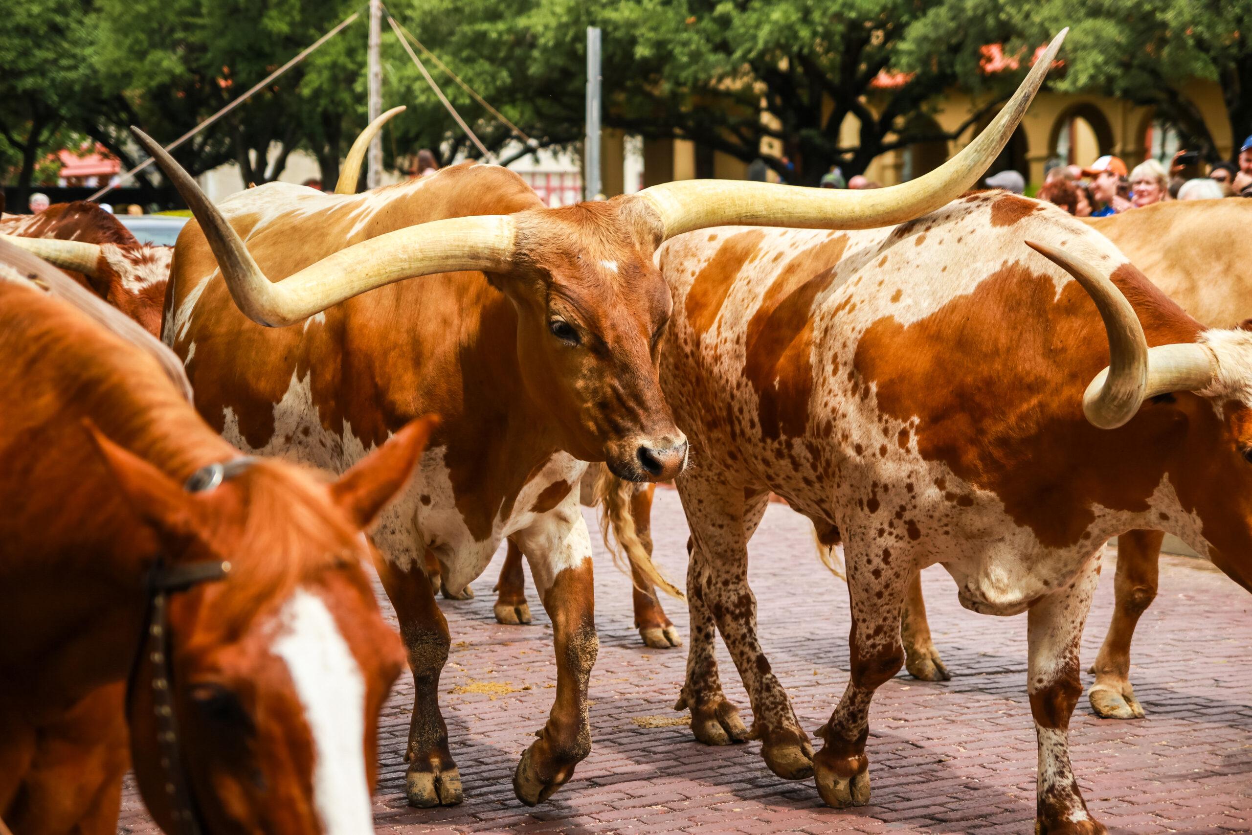 Longhorn Cattle Drive at the stockyards of Fort Worth, Texas, US.